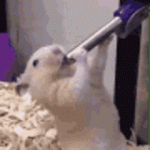 qqqqqqqqq.gif