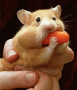 qqqqqqqqqq.gif
