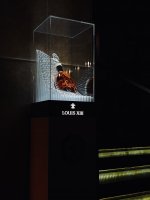IMG_5439.jpeg IMG_5439.jpeg