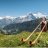 Alpenficker